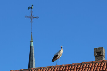 cigogne et coq  © fotoeliane