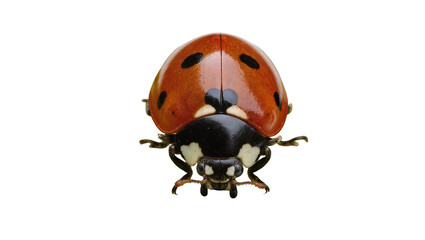 Fototapeta premium Red ladybug with black spots, isolated on transparent background