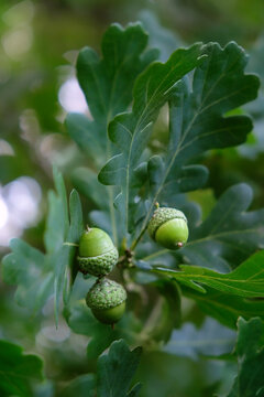 young green acorns in oak leaves close up on tree branch, abstract natural background. forest landscape with oak acorns in foliage. summer season. template for design