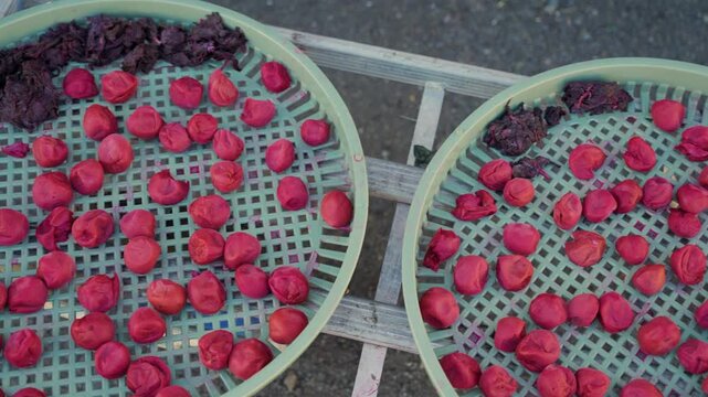 Japanese ume plums and shiso leaves drying in the sun on green trays, traditional method of making umeboshi. Sour salty plum process of food preservation and homemade fermentation in farm or home