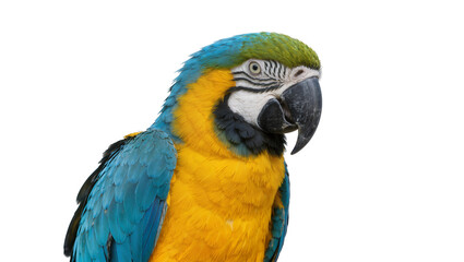 Fototapeta premium Blue and yellow macaw parrot with green head, isolated on transparent background