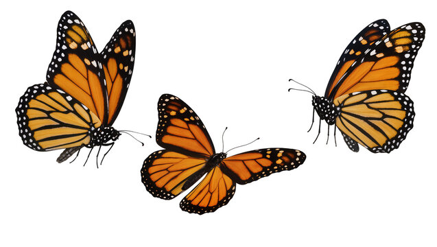 Three monarch butterflies with orange wings and black veins, isolated on transparent background