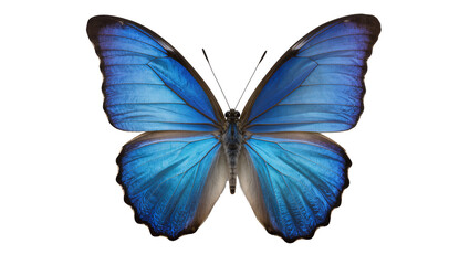 Vibrant blue morpho butterfly with detailed wing patterns, isolated on transparent background © Ruslan