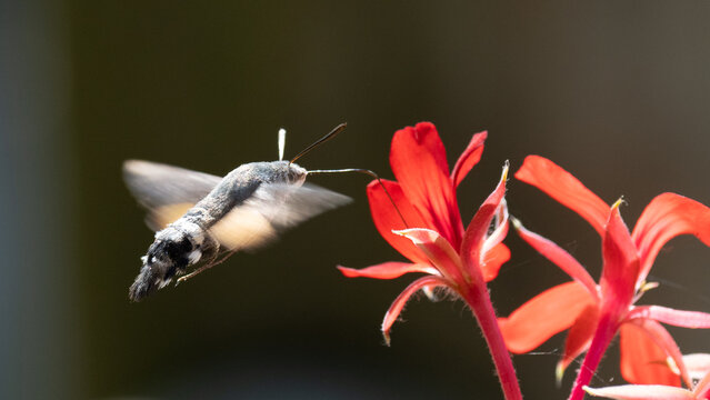 Hummingbird hawk-moth with a flower