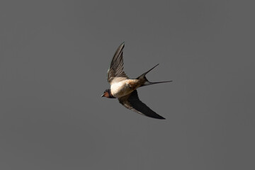 A swallow in the sky © Laurie