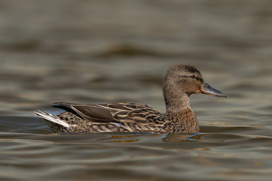 Duck swimming in the water