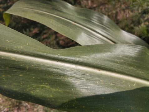 Overlapping green corn leaves with fine striped texture and visible veins photographed in a close-up composition.