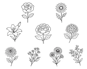 A minimalist collection of spring and summer flowers in doodle style. Vector images on Adobe Stock. Vector illustration © OLiAN_ART