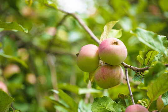 farm apples among the leaves on an apple plantation