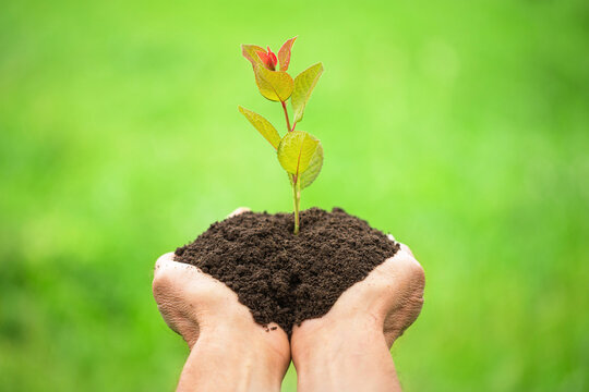 young plant in farm hands, ecology concept