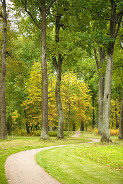 summer nature, road leading to the forest of green trees and other vegetation
