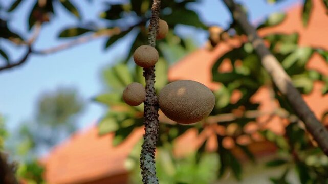 Mamey sapote (Sawo Raksasa, Pouteria sapota, mammee sapote, marmalade plum, sapote, zapote, mamey colorado) on the tree