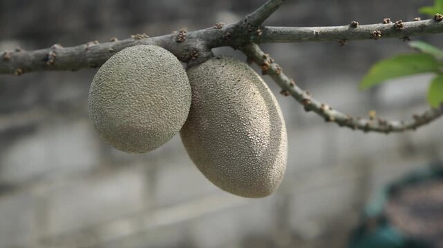 Mamey sapote (Sawo Raksasa, Pouteria sapota, mammee sapote, marmalade plum, sapote, zapote, mamey colorado) on the tree