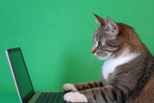Funny tabby cat using laptop keyboard on chroma key background representing remote freelance programmer work, smart internet user technology, dynamic video production mockup and digital pet concept