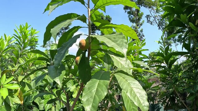 Mamey sapote (Sawo Raksasa, Pouteria sapota, mammee sapote, marmalade plum, sapote, zapote, mamey colorado) on the tree