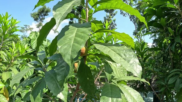 Mamey sapote (Sawo Raksasa, Pouteria sapota, mammee sapote, marmalade plum, sapote, zapote, mamey colorado) on the tree