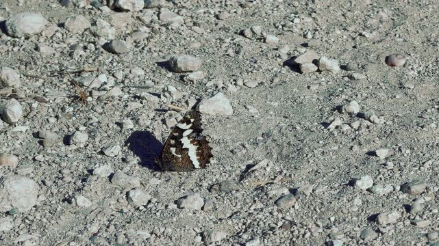 A beautiful Great Banded Grayling butterfly rests calmly on a dusty, rocky path in Crimea. This peaceful, solitary moment evokes a pleasant feeling of quiet joy and gentle warmth.