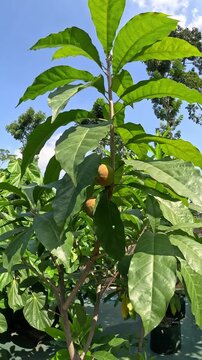 Mamey sapote (Sawo Raksasa, Pouteria sapota, mammee sapote, marmalade plum, sapote, zapote, mamey colorado) on the tree