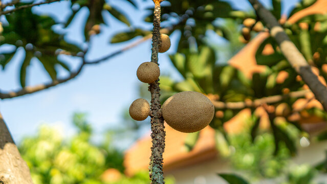 Mamey sapote (Sawo Raksasa, Pouteria sapota, mammee sapote, marmalade plum, sapote, zapote, mamey colorado) on the tree