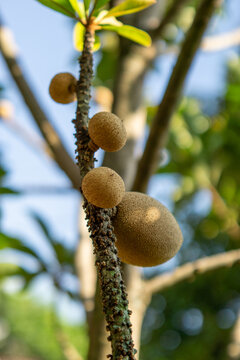 Mamey sapote (Sawo Raksasa, Pouteria sapota, mammee sapote, marmalade plum, sapote, zapote, mamey colorado) on the tree