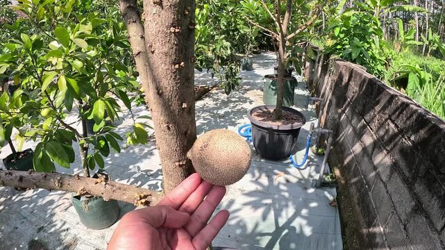 Mamey sapote (Sawo Raksasa, Pouteria sapota, mammee sapote, marmalade plum, sapote, zapote, mamey colorado) on the tree