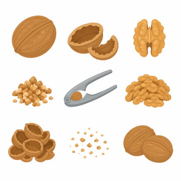 Vector illustration set of walnuts in various stages including whole nuts in shell, cracked halves, isolated kernels, chopped pieces, empty shells, and a metal nutcracker tool.