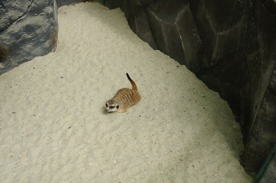 Meerkat exploring sandy enclosure near artificial rocks and log in zoo habitat