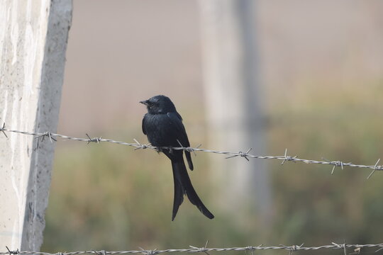 The black drongo (Dicrurus macrocercus albirictus) is a small Asian passerine bird of the drongo family Dicruridae. This photo was taken in North India.