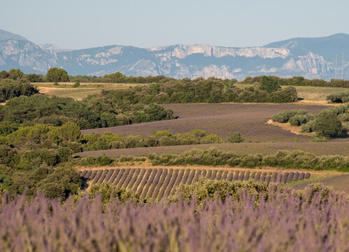 Fragrant Purple Blooming Lavender Growing in Fields on the Valensole Plateau, Provence, France