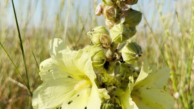 A yellow hollyhock grows peacefully in a sunlit field in Crimea. Tiny insects crawl on its green buds, bringing a feeling of warm summer joy.