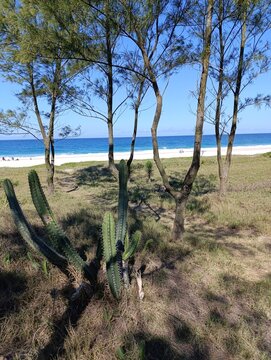 Casuarina - Restinga.