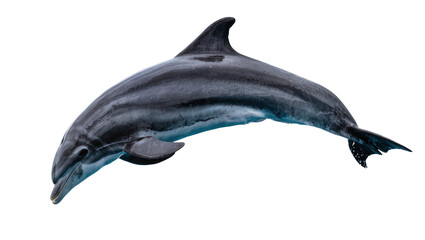 Obraz premium Sleek dark grey dolphin with blue undertones, leaping gracefully isolated on transparent background