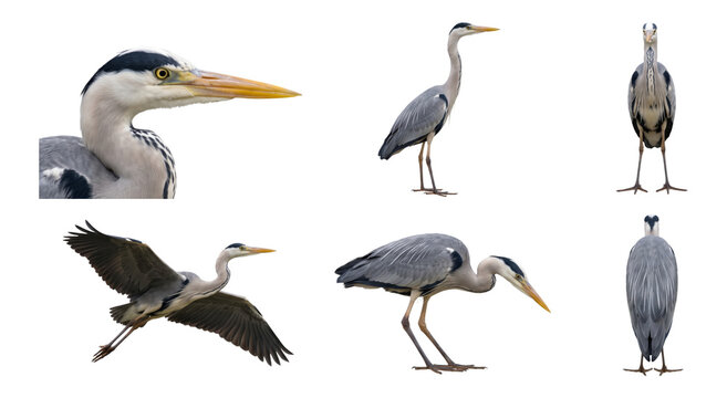 grey heron (ardea cinerea) in various studio poses on a white background