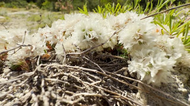 Delicate white paronychia flowers bloom softly on the dry rocky soil in Crimea. This gentle, peaceful view brings a heartwarming sense of quiet joy and serene wonder.