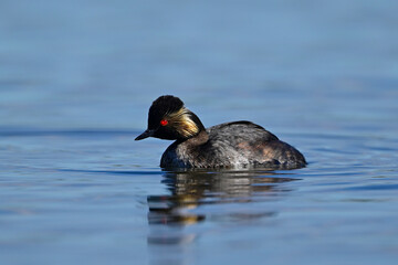 Fototapeta premium Schwarzhalstaucher // Black-necked grebe (Podiceps nigricollis) 