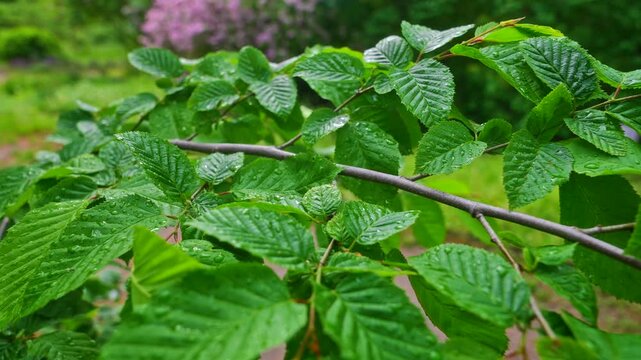 Rain droplets cover fresh green tree leaves on crossing branches in a softly blurred spring garden. Concept of natural freshness for eco branding, wellness ads, blogs and banners.