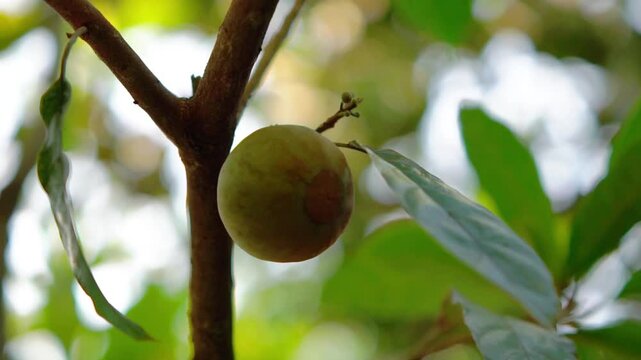 Rose sapote (ross sapote, zapote amarillo, Pouteria sp, canistel, alkesa, sawo mentega) fruit. The rose sapote is a fruit native to Mexico and Central America
