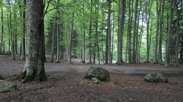 Tall beech trees with vibrant green leaves stand quietly beside a rustic path bordered by mossy rocks. Such serene natural environments inspire mindful outdoor exploration promote deep conservation