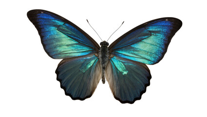 Iridescent blue morpho butterfly with detailed wings, isolated on transparent background © Panciuc