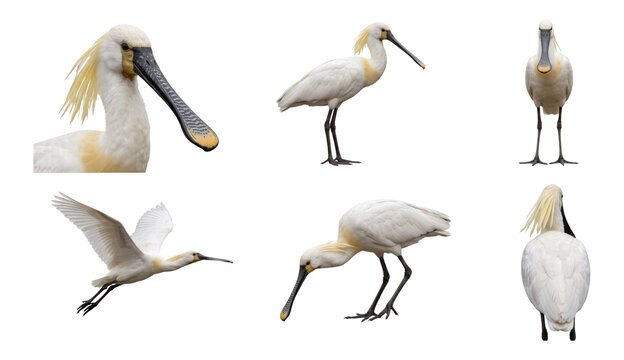 eurasian spoonbill (platalea leucorodia) in six studio poses on a white background