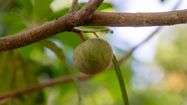 Rose sapote (ross sapote, zapote amarillo, Pouteria sp, canistel, alkesa, sawo mentega) fruit. The rose sapote is a fruit native to Mexico and Central America