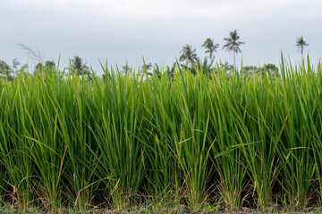 Naklejka premium Green Rice Field Close Up with Healthy Paddy Plants in Agricultural Farm, Fresh Rice Plants Growing in Paddy Field, Sustainable Agriculture Background