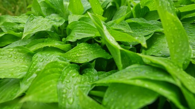Rain droplets cover dense green hosta leaves in a fresh garden close up. Concept of natural texture for eco branding, wellness ads, websites, blogs, banners and packaging.