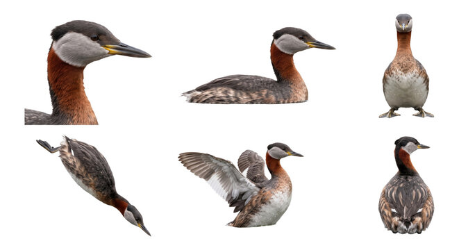 red-necked grebe (podiceps grisegena) in various studio poses on a white background