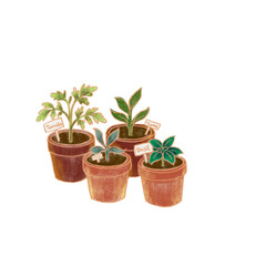 Fototapeta premium Hand drawn illustration of potted herb seedlings with labels tomato mint thyme basil, home garden plant clipart isolated on PNG background