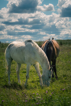 White and brown horses grazing in a summer meadow with a bird perched on one horse