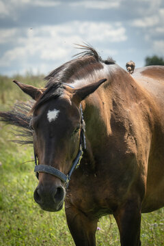 Brown horse in a meadow with a small bird perched on its back