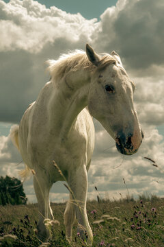 White horse walking through a wildflower meadow beneath dramatic summer clouds