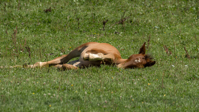 Chestnut foal rolling on its back in a sunny summer pasture