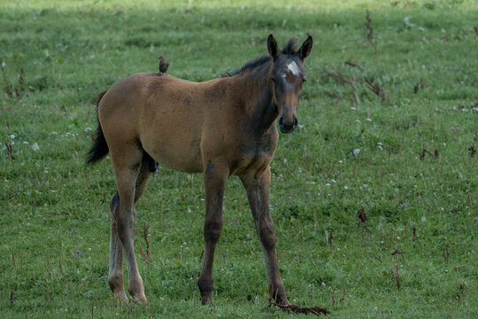 Young brown foal standing in a meadow with a small bird perched on its back